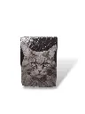 Portrait animal sur ardoise